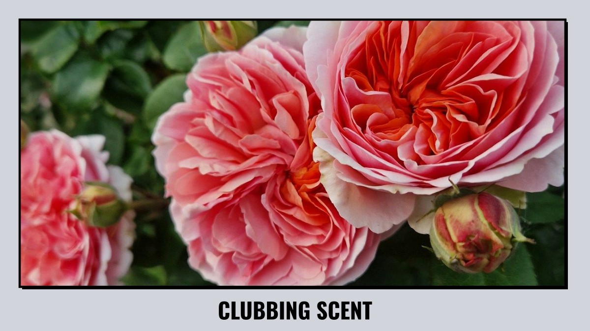 clubbing scent