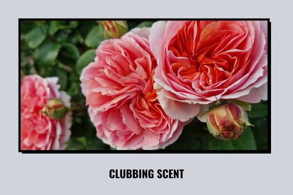 clubbing scent