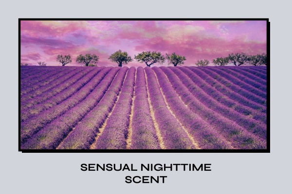 sensual nighttime scent